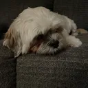 @cutest.k9