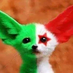 @almotamared96