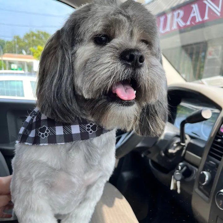 @nemotheshihtzu