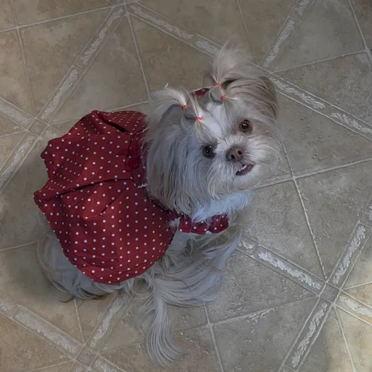 littlemisssmollie