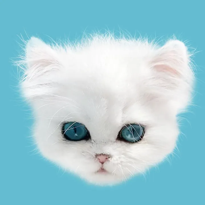 dutchkittycat