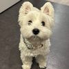 george.the.westie