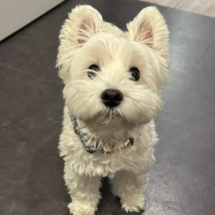 george.the.westie