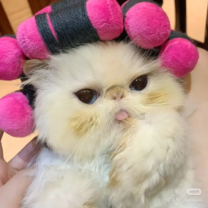 shalby.ittah