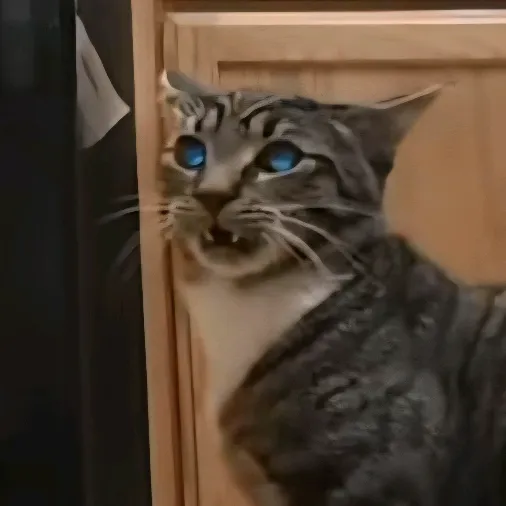 @rainythecat2025