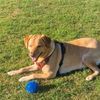 muffy_the_lab