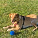 @muffy_the_lab