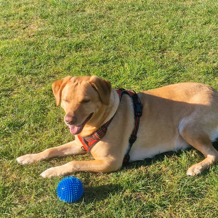muffy_the_lab