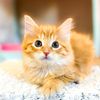 whiskersofwinfieldmeg
