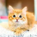 @whiskersofwinfieldmeg