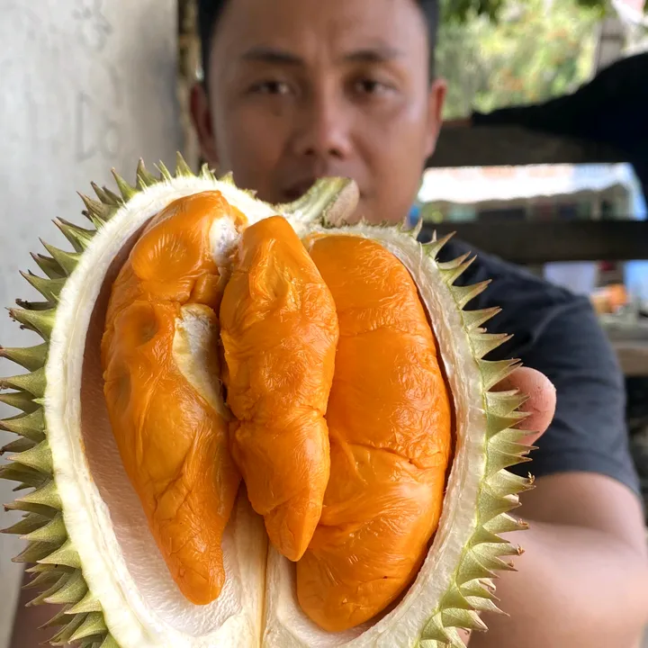 borneoforester