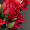 irene._fg