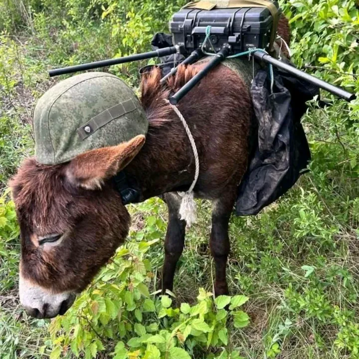 some_tactical_numpty