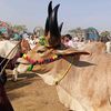 cattle.update.hyd