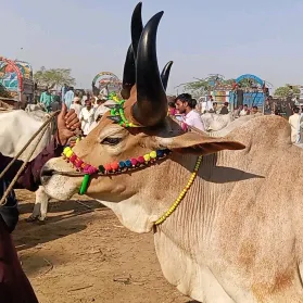 cattle.update.hyd