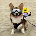 @hasbithecorgi