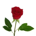 @saadetim0