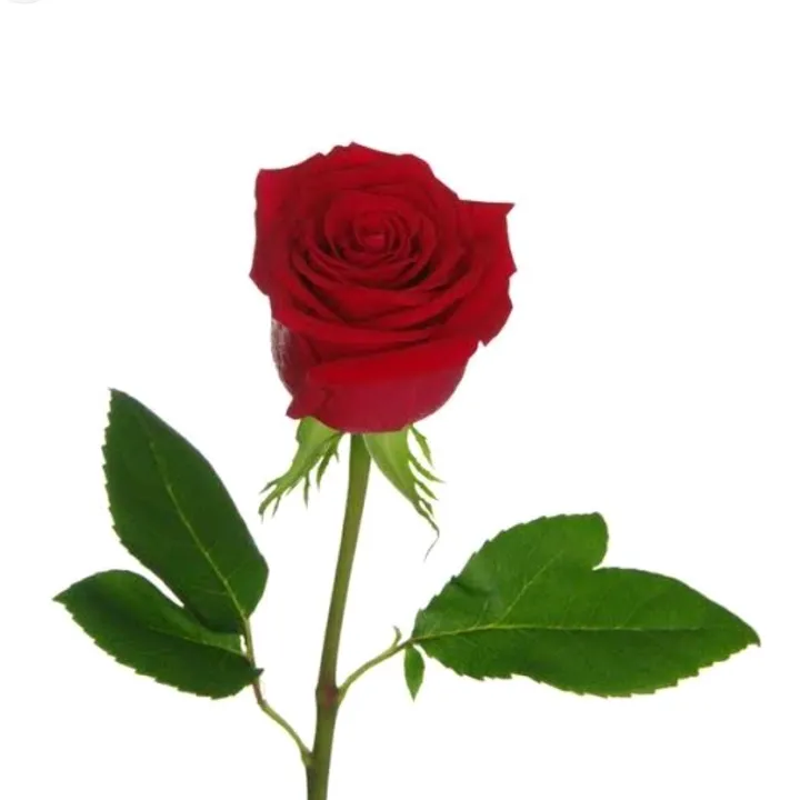 @saadetim0