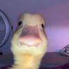 theyplay.roblox
