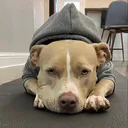 @smuckersthepitbull