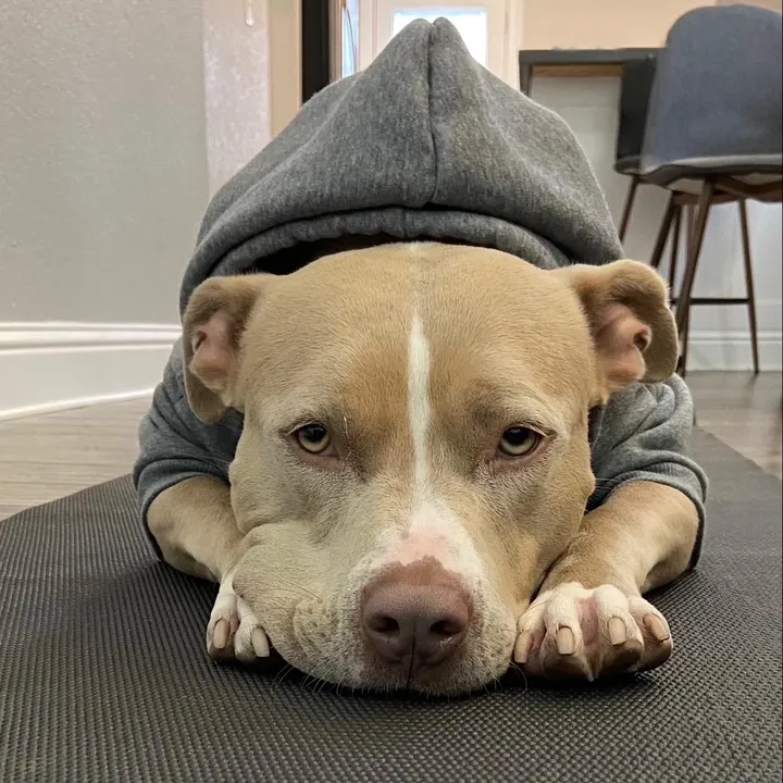@smuckersthepitbull