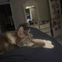 @caroline_catbridges_kitt