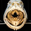 skullatorium
