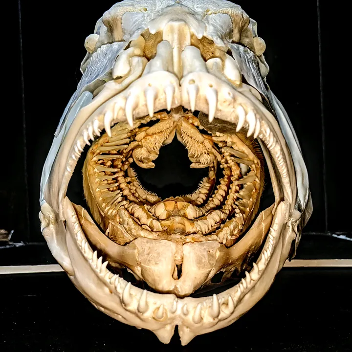 skullatorium