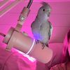 misothebirdog