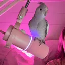 @misothebirdog