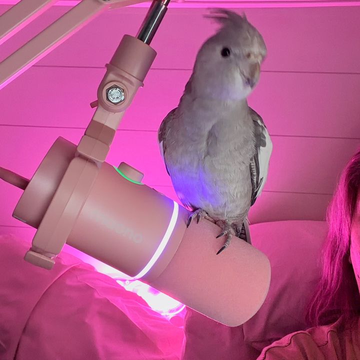 @misothebirdog - original sound