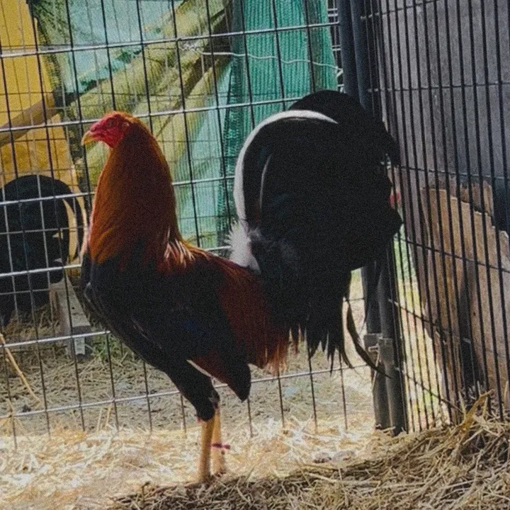 dagamefarm