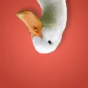 @ducktheaugust