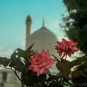 @sadianoor915