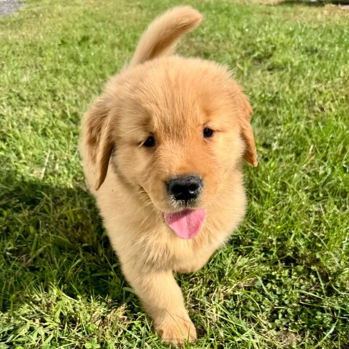 goldenbodhiblue