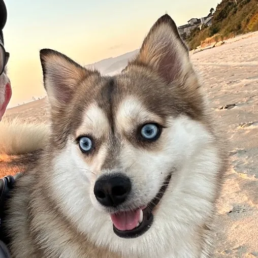 rubythepomsky