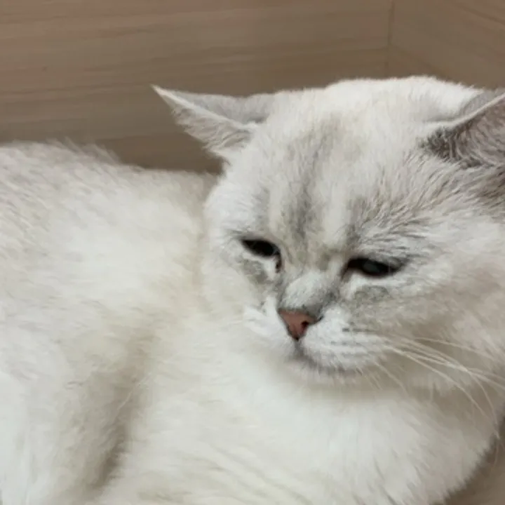 @yaaqi_