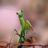insectflix