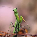 @insectflix