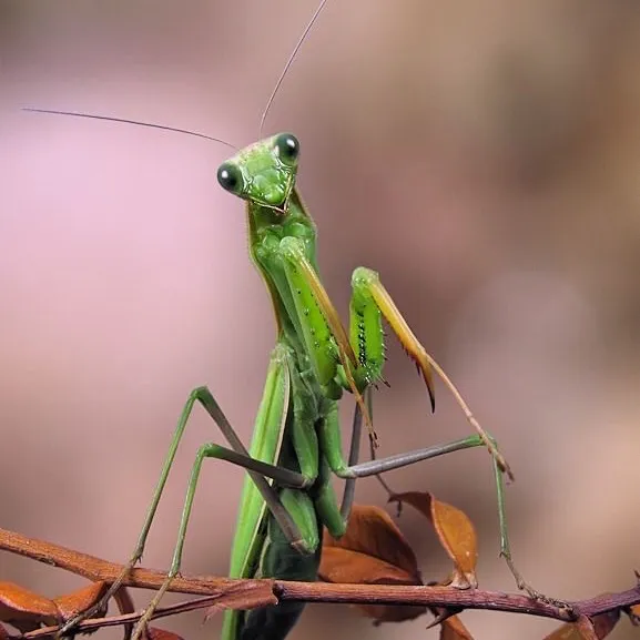 @insectflix