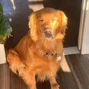 @mylovedpet
