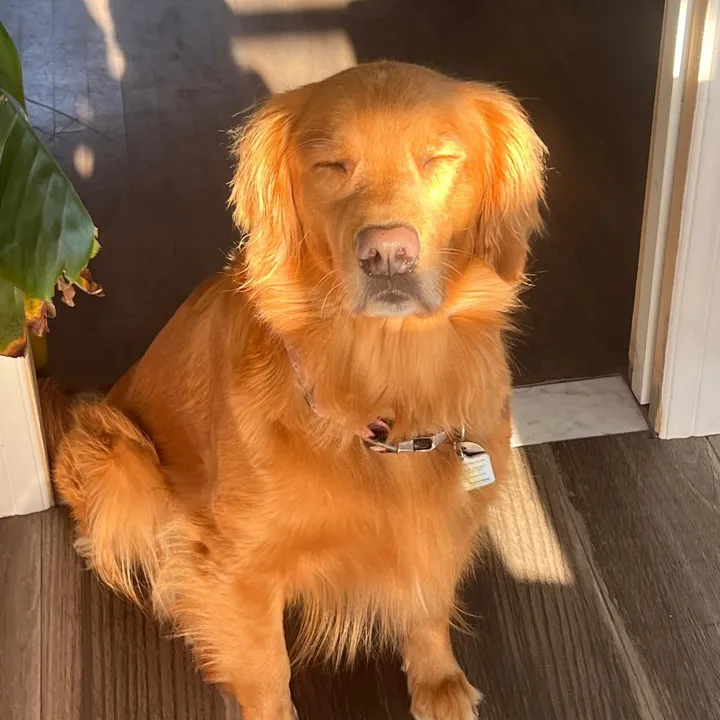 mylovedpet