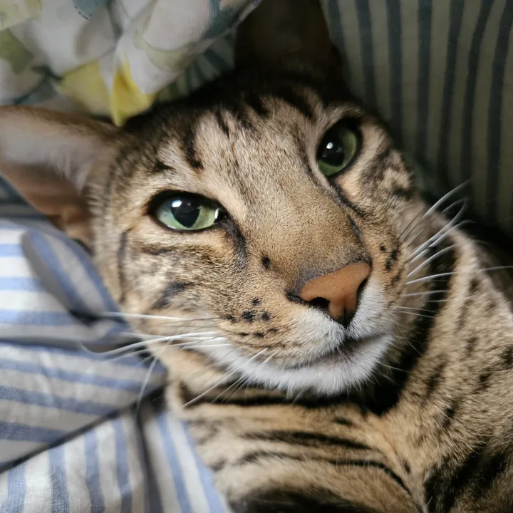 bengal.mama.221b