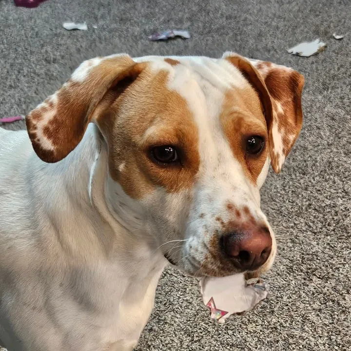 @sprout_thedog