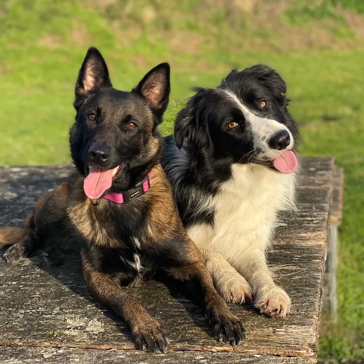 pacopacopaco_le_chien