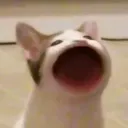 @hazeslays241