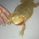 @mango_the_beardie_