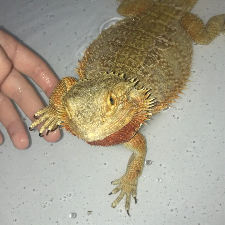 mango_the_beardie_