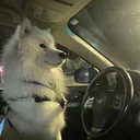 @ghost_vs_meowsers