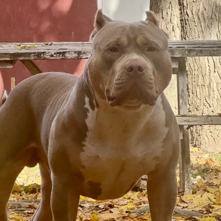 grizzly_717